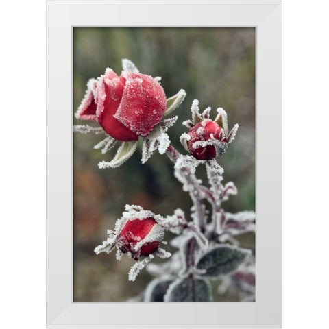 USA, Oregon Roses draped with frost White Modern Wood Framed Art Print by Terrill, Steve
