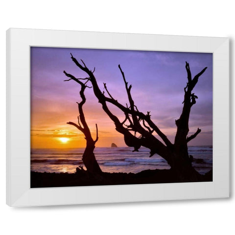 Oregon, Cape Meares Sunset framed by driftwood White Modern Wood Framed Art Print by Terrill, Steve