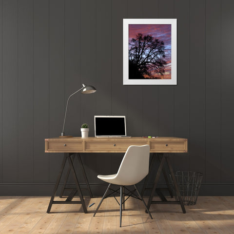 OR, Multnomah Co, Silhouette of oak at sunrise White Modern Wood Framed Art Print by Terrill, Steve