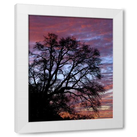 OR, Multnomah Co, Silhouette of oak at sunrise White Modern Wood Framed Art Print by Terrill, Steve