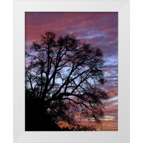 OR, Multnomah Co, Silhouette of oak at sunrise White Modern Wood Framed Art Print by Terrill, Steve