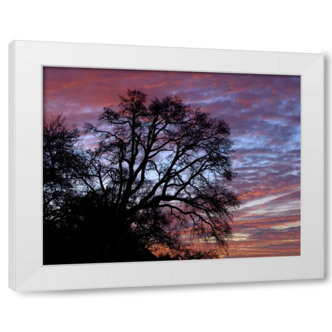 OR, Multnomah Co, Oak tree at sunrise White Modern Wood Framed Art Print by Terrill, Steve