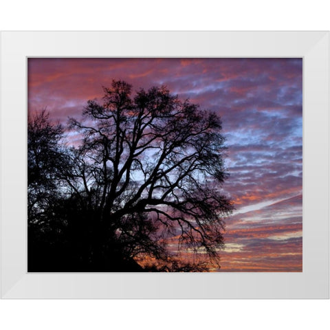 OR, Multnomah Co, Oak tree at sunrise White Modern Wood Framed Art Print by Terrill, Steve