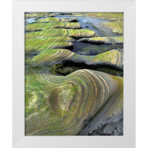 OR, Seal Rock Beach Algae-tinted sandstone White Modern Wood Framed Art Print by Terrill, Steve