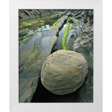 Oregon, Shore Acres SP Smooth sandstone boulder White Modern Wood Framed Art Print by Terrill, Steve
