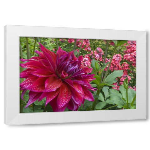 OR, Portland Dahlia and phlox with droplets White Modern Wood Framed Art Print by Bush, Marie