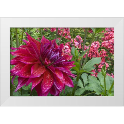 OR, Portland Dahlia and phlox with droplets White Modern Wood Framed Art Print by Bush, Marie