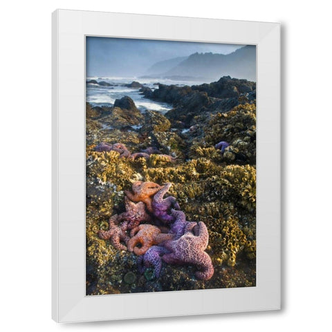 Oregon Starfish and sea stars at low tide White Modern Wood Framed Art Print by Rotenberg, Nancy
