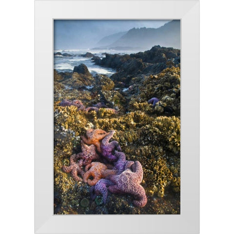 Oregon Starfish and sea stars at low tide White Modern Wood Framed Art Print by Rotenberg, Nancy