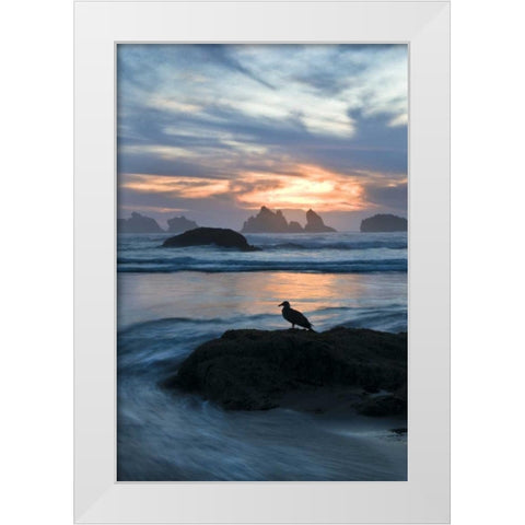 Oregon, Bandon Beach Seagull on rock at twilight White Modern Wood Framed Art Print by Rotenberg, Nancy