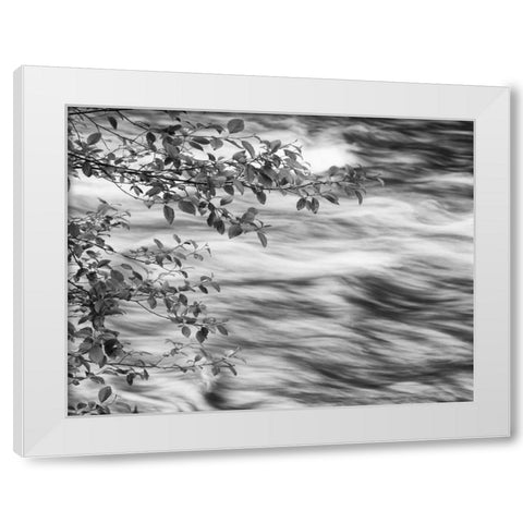 OR, Cascade Range Branches over McKenzie River White Modern Wood Framed Art Print by Flaherty, Dennis