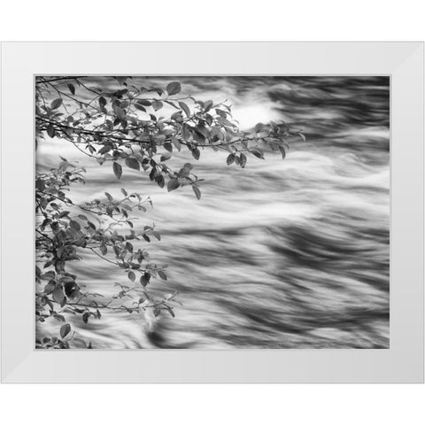 OR, Cascade Range Branches over McKenzie River White Modern Wood Framed Art Print by Flaherty, Dennis