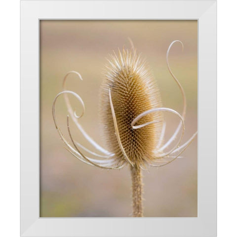 Oregon, Malheur NWR Dried teasel plant White Modern Wood Framed Art Print by Paulson, Don