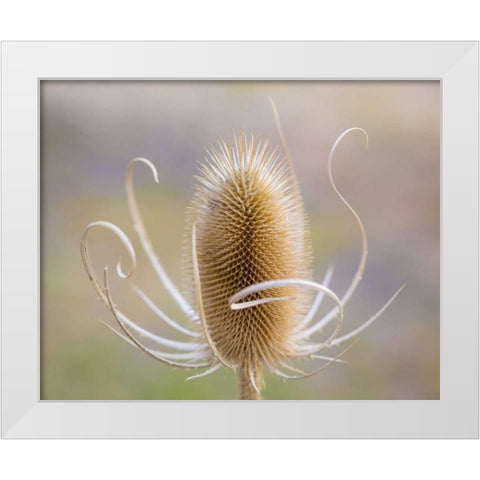 Oregon, Malheur NWR Dried teasel plant White Modern Wood Framed Art Print by Paulson, Don