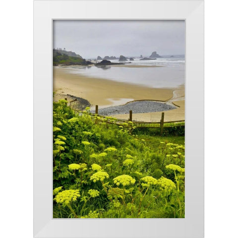 OR, Ecola SP Cow parsnip near Indian Beach White Modern Wood Framed Art Print by Carter, Jean