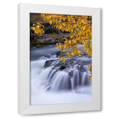 USA, Oregon Rogue River waterfalls in autumn White Modern Wood Framed Art Print by Carter, Jean