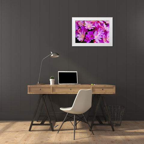 USA, Oregon Columbian lewisia flowers close-up White Modern Wood Framed Art Print by Carter, Jean