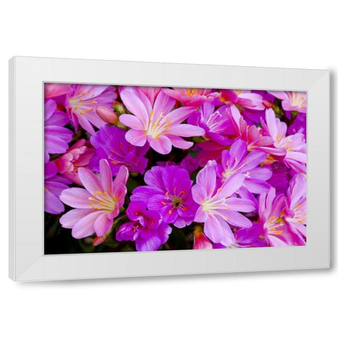 USA, Oregon Columbian lewisia flowers close-up White Modern Wood Framed Art Print by Carter, Jean