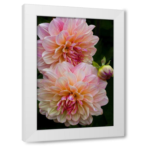 Oregon, Shore Acres SP Dahlia flowers White Modern Wood Framed Art Print by Carter, Jean