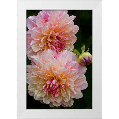 Oregon, Shore Acres SP Dahlia flowers White Modern Wood Framed Art Print by Carter, Jean