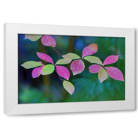 OR, Rogue River Wilderness Wild dogwood leaves White Modern Wood Framed Art Print by Carter, Jean