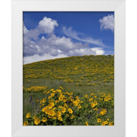 OR, Columbia Gorge Balsamroot and lupine White Modern Wood Framed Art Print by Terrill, Steve