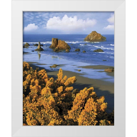 Oregon, Bandon Face Rock and wild gorse plants White Modern Wood Framed Art Print by Terrill, Steve