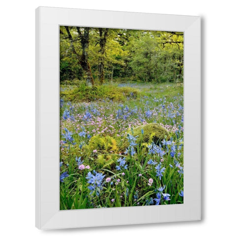 Oregon, Flowers in Camassia Natural Area White Modern Wood Framed Art Print by Terrill, Steve