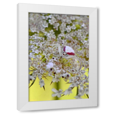 USA, Oregon Crab spider on wild carrot bloom White Modern Wood Framed Art Print by Terrill, Steve