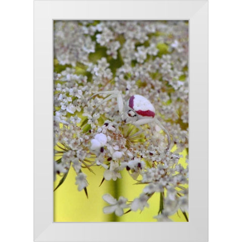 USA, Oregon Crab spider on wild carrot bloom White Modern Wood Framed Art Print by Terrill, Steve
