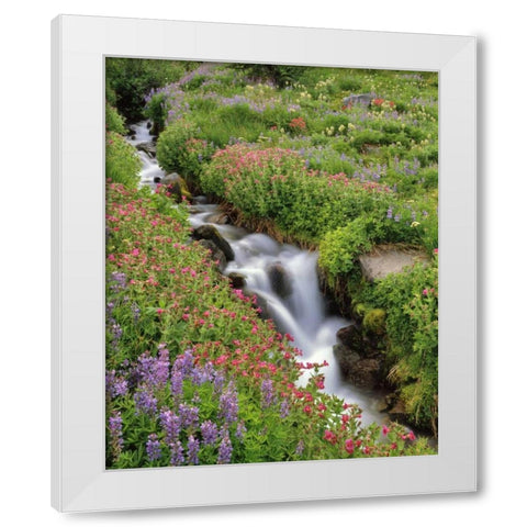 OR, Mt Hood, Flowers along Elk Cove Creek White Modern Wood Framed Art Print by Terrill, Steve