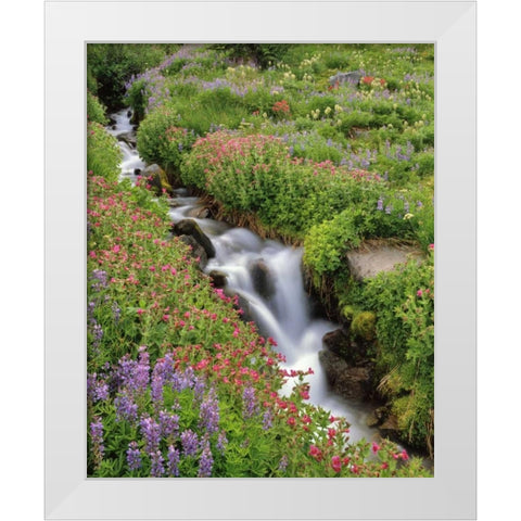 OR, Mt Hood, Flowers along Elk Cove Creek White Modern Wood Framed Art Print by Terrill, Steve