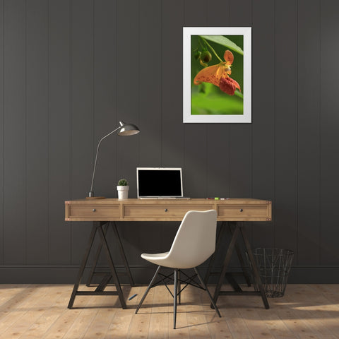 Oregon, Oregon Close-up of jewelweed flower White Modern Wood Framed Art Print by Terrill, Steve