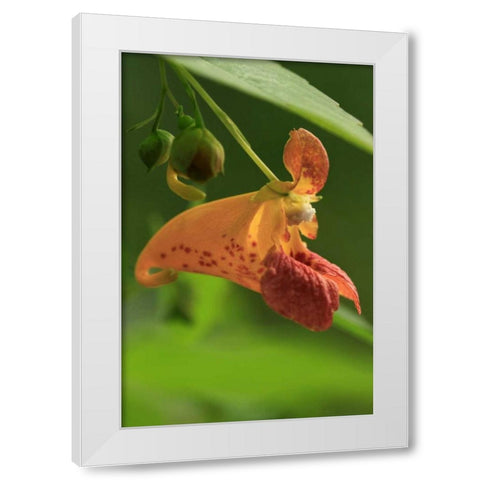 Oregon, Oregon Close-up of jewelweed flower White Modern Wood Framed Art Print by Terrill, Steve