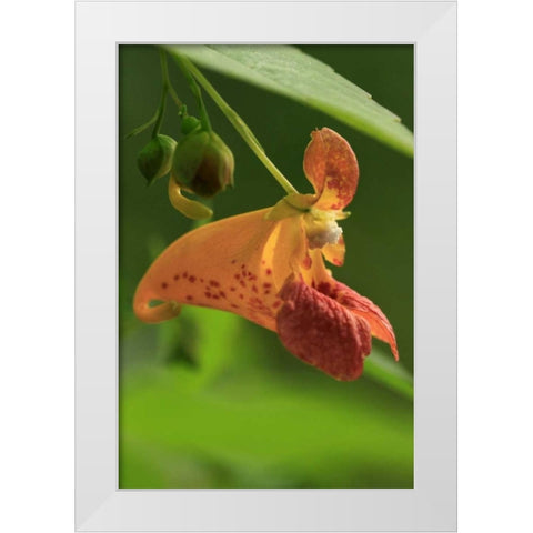 Oregon, Oregon Close-up of jewelweed flower White Modern Wood Framed Art Print by Terrill, Steve