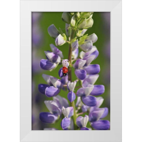 USA, Oregon Ladybug on lupine flower White Modern Wood Framed Art Print by Terrill, Steve
