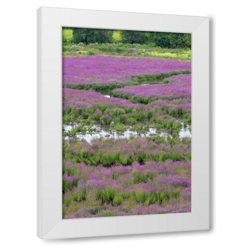 OR, Oaks Bottom Purple loosestrife in marsh White Modern Wood Framed Art Print by Terrill, Steve