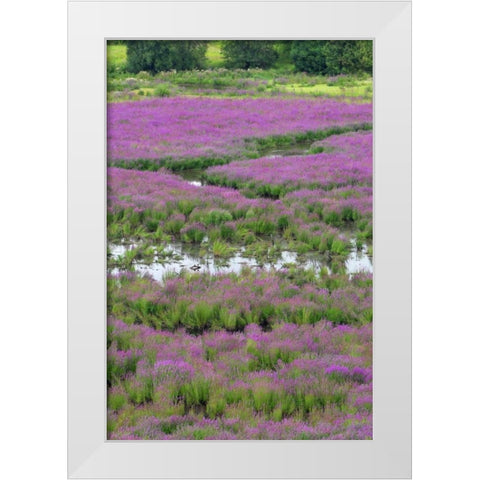 OR, Oaks Bottom Purple loosestrife in marsh White Modern Wood Framed Art Print by Terrill, Steve
