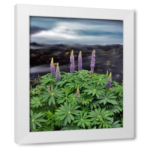 USA, Oregon Lupine next to Metolius River White Modern Wood Framed Art Print by Terrill, Steve