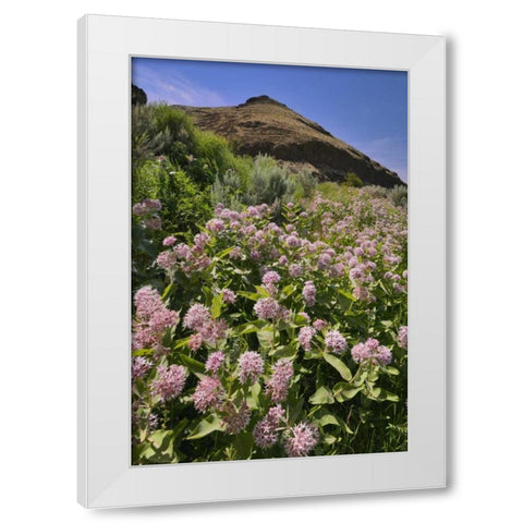 USA, Oregon Milkweed and cliff White Modern Wood Framed Art Print by Terrill, Steve