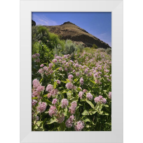 USA, Oregon Milkweed and cliff White Modern Wood Framed Art Print by Terrill, Steve