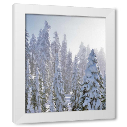 USA, Oregon, Mt Ashland Fresh snow on evergreens White Modern Wood Framed Art Print by Terrill, Steve