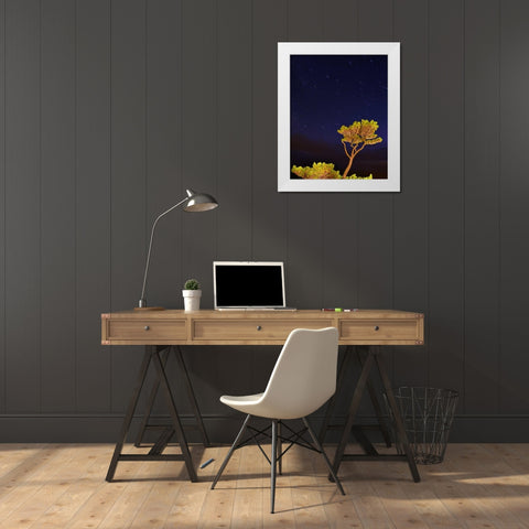 Oregon, Oceanside Pine tree against star trails White Modern Wood Framed Art Print by Terrill, Steve