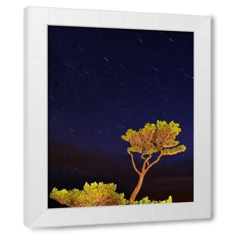 Oregon, Oceanside Pine tree against star trails White Modern Wood Framed Art Print by Terrill, Steve
