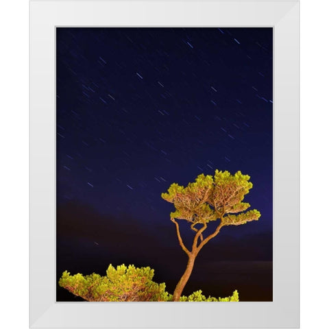 Oregon, Oceanside Pine tree against star trails White Modern Wood Framed Art Print by Terrill, Steve