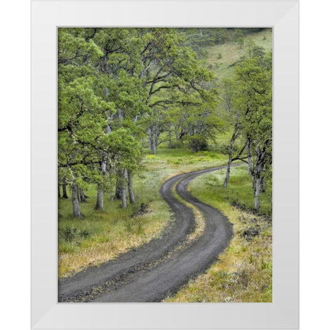 OR, Columbia Gorge NSA Road lined with oak trees White Modern Wood Framed Art Print by Terrill, Steve