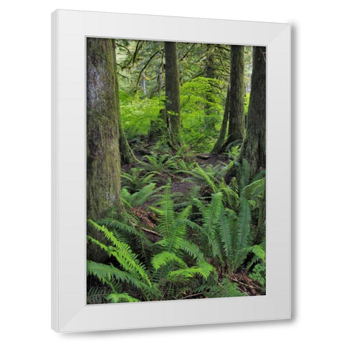 USA, Oregon Forest scenic White Modern Wood Framed Art Print by Terrill, Steve