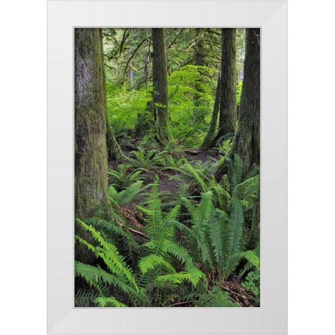 USA, Oregon Forest scenic White Modern Wood Framed Art Print by Terrill, Steve