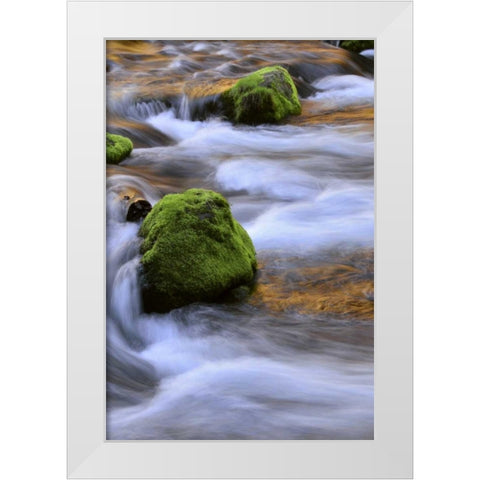 Oregon, Willamette NF McKenzie River over rocks White Modern Wood Framed Art Print by Terrill, Steve