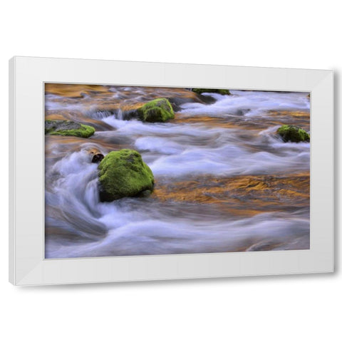 Oregon, Willamette NF McKenzie River over rocks White Modern Wood Framed Art Print by Terrill, Steve